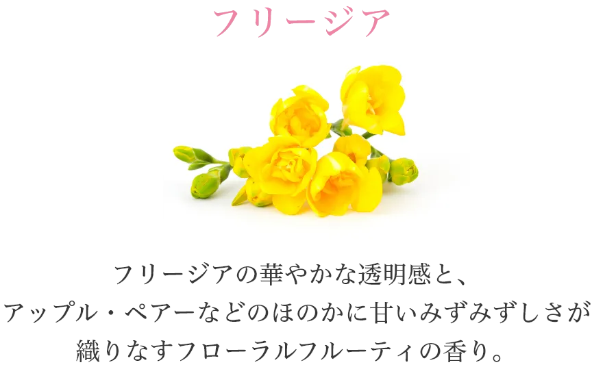 フリージア　フリージアの華やかな透明感と、アップル・ペアーなどのほのかに甘いみずみずしさが織りなすフローラルフルーティの香り。